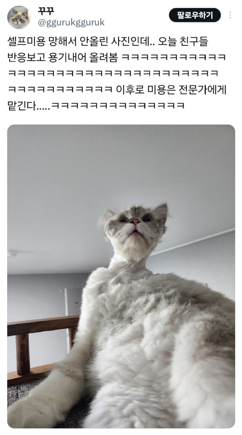 셀프미용 망한 고양이.jpg