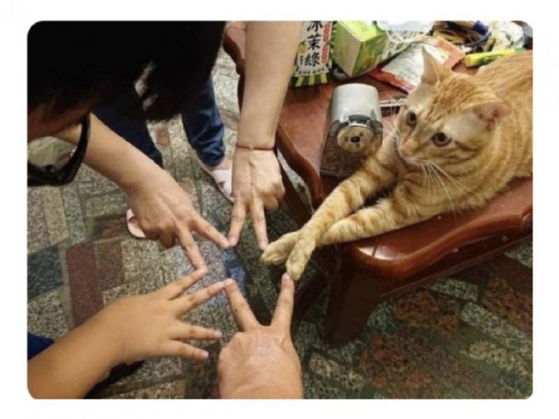 센스 만점 고양이.jpg