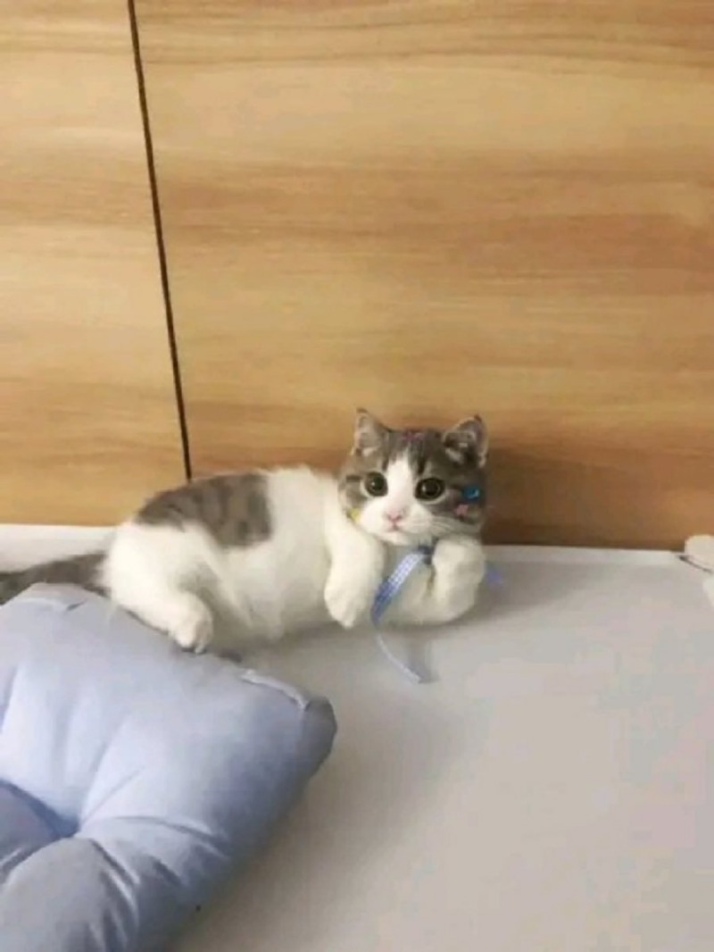 요염한 냥이.jpg