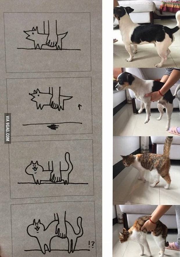 강아지와 고양이 안을 때 차이점.jpg