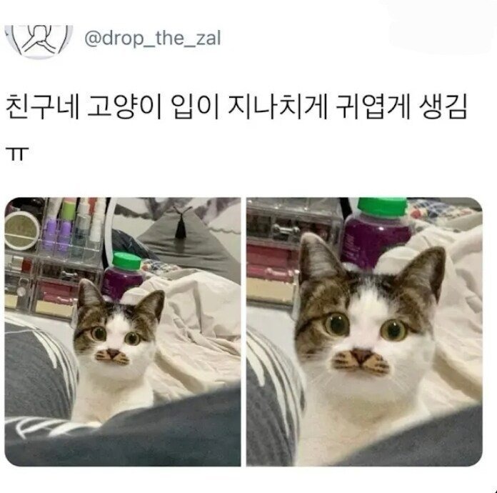 친구네 고양이 입이 지나치게 귀여움.jpg