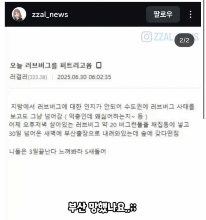 부산에 러브버그 전파한 사람.png