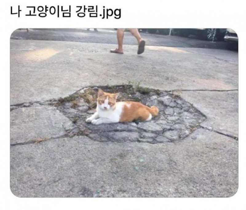 강한 고양이들.jpeg