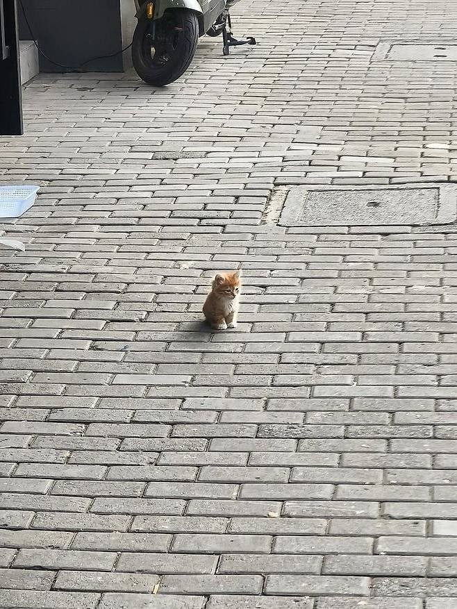 사람 손을 안무서워 하는 아기냥이.jpeg