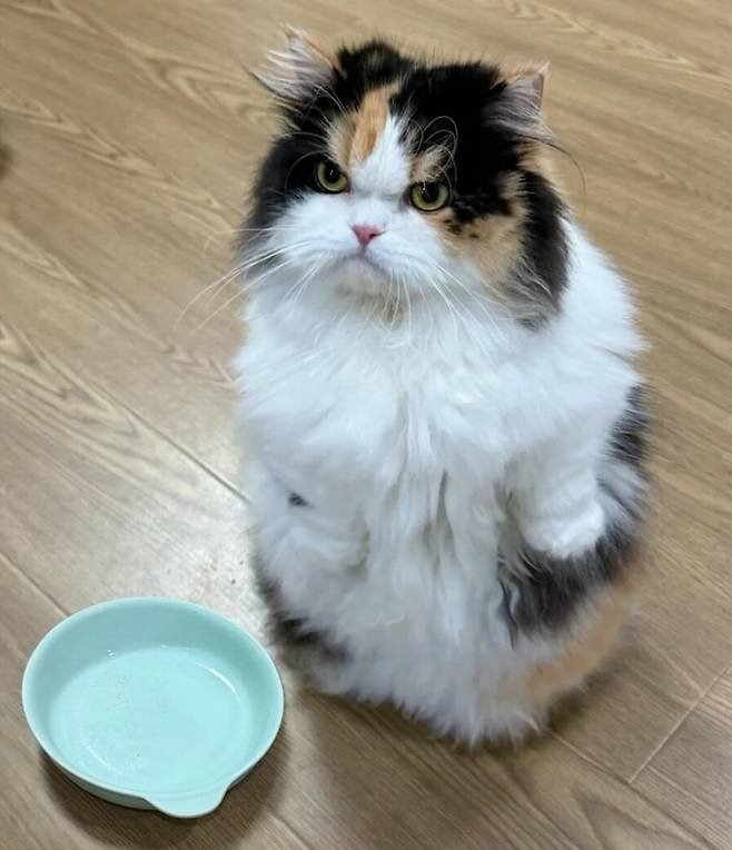 밥그릇이 비어 화난 고양이.jpeg