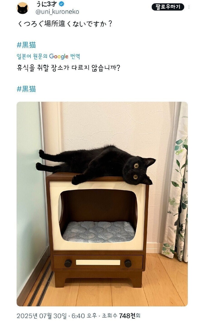 집을 선물받은 고양이.jpeg