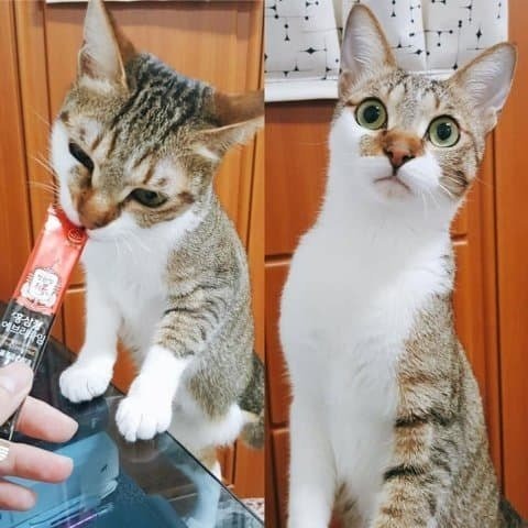 츄르 먹자 야옹아.jpg