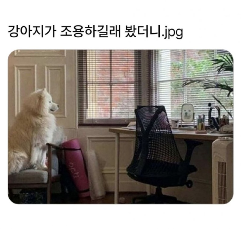 강아지가 조용하길래 봤더니.jpeg