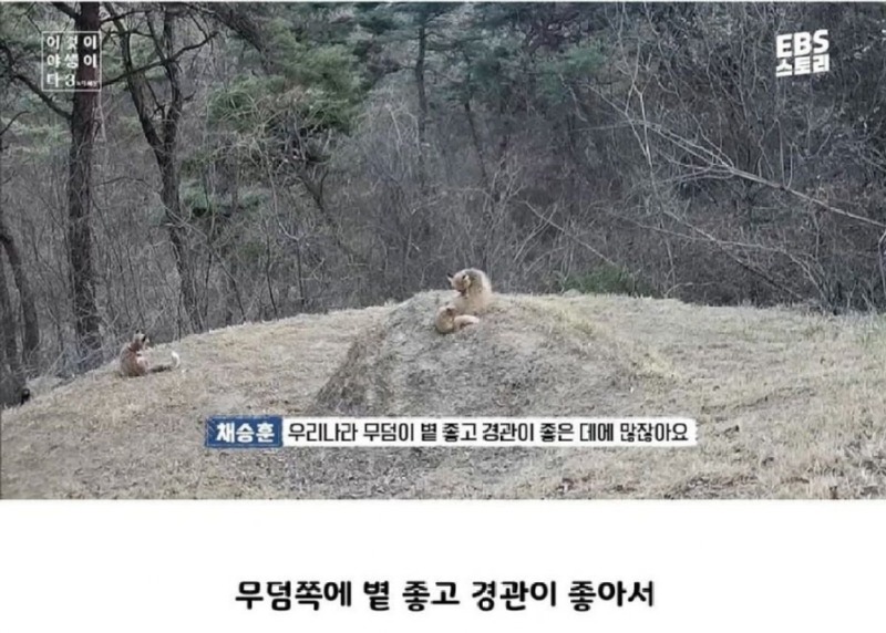 여우가 간 빼먹는다는 설화의 진실.jpeg
