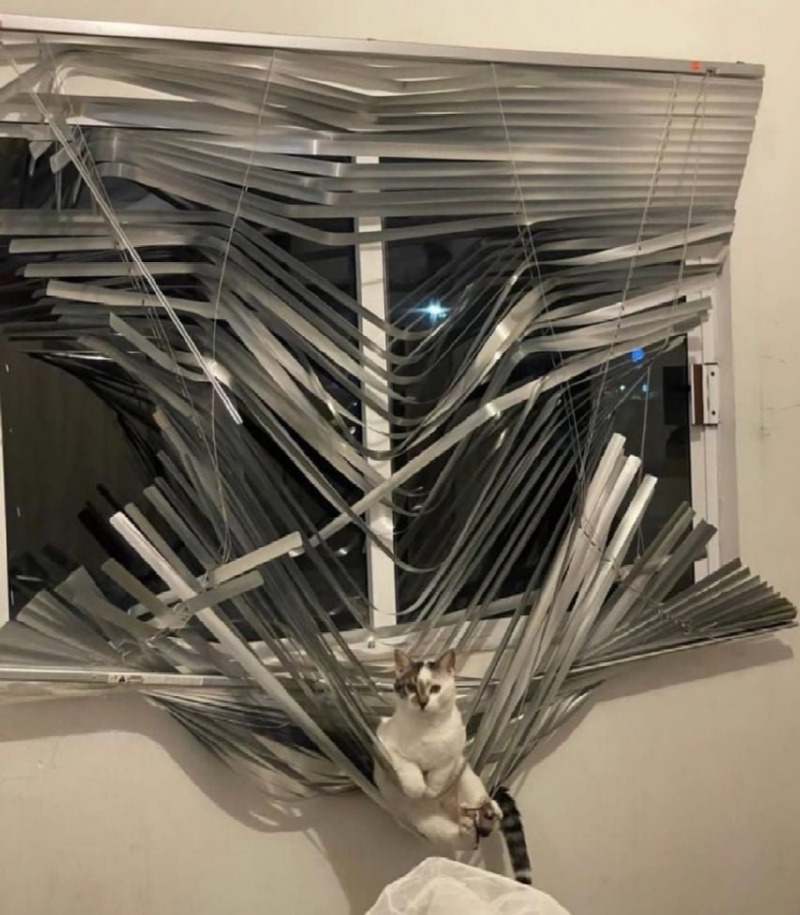 해먹 만들었다냥.jpg
